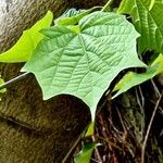 Alangium chinense Leaf