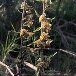Epipactis kleinii Flor