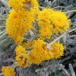 Santolina chamaecyparissus Flower