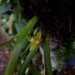 Maxillaria crassifolia Кветка