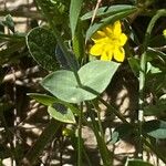 Blackstonia imperfoliata Blatt