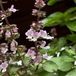 Ocimum kilimandscharicum Flower