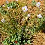 Linum lewisii Λουλούδι