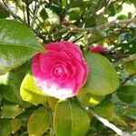 Camellia japonicaFlower