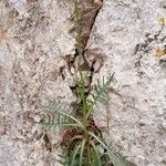 Lactuca perennis Alkat (teljes növény)