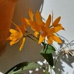 Guarianthe aurantiaca Blomst