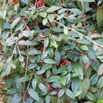 Cotoneaster salicifolius Хабит