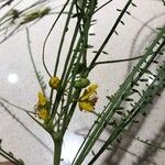 Parkinsonia aculeata 花