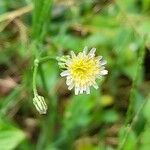 Hypochaeris albiflora Flor