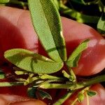 Cleome amblyocarpa ഇല