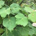 Dombeya burgessiae Levél