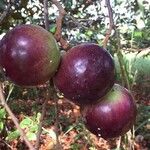 Chrysophyllum cainito Fruto