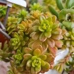 Sedum kimnachii List