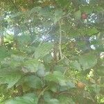Prunus cerasifera Folha