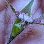 Trifolium stellatum Fruit