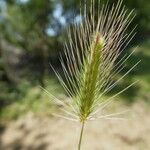 Hordeum marinum 花