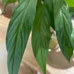 Spathiphyllum wallisii Leaf