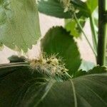 Acalypha wilkesiana Flower