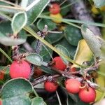 Cotoneaster integerrimus Mbuma