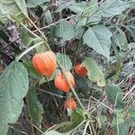 Physalis alkekengi Folha