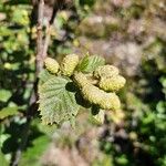 Alnus alnobetula Liść