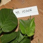 Morus celtidifolia Blatt