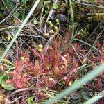 Drosera anglica Habitus