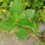 Acalypha arvensis Liść