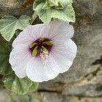 Malva subovataFiore