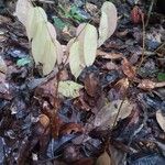 Vouacapoua americana Leaf