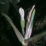 Philodendron squamiferum Bloem