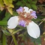 Neomarica gracilis 花