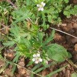 Geranium carolinianum Λουλούδι