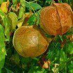 Cardiospermum halicacabum Fruit