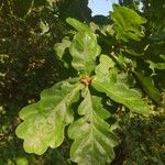 Quercus petraea Feuille