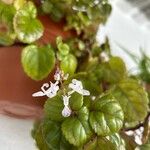 Plectranthus verticillatus Flower