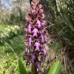 Himantoglossum robertianum Fula