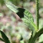 Centaurea melitensis Hoja