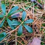 Chimaphila umbellata Blatt