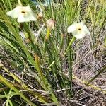 Dietes bicolor Leaf