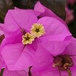 Bougainvillea spectabilis 花