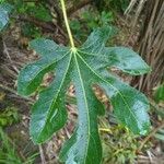 Abelmoschus manihot Feuille