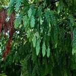 Taiwania cryptomerioides Leaf
