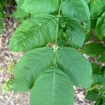 Fraxinus latifolia Leaf