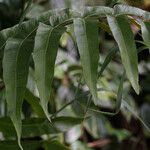 Thelypteris reticulata Лист