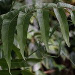 Thelypteris reticulata Leaf