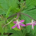 Geranium reuteri Blomma