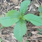 Rauvolfia viridis 葉