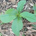 Rauvolfia viridis Leaf