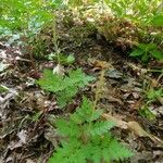 Botrychium virginianum Leaf